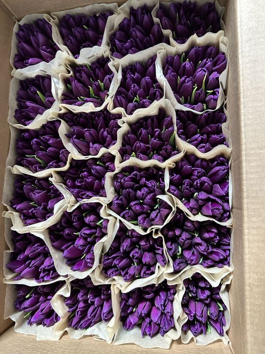 Беларусские тюльпаны