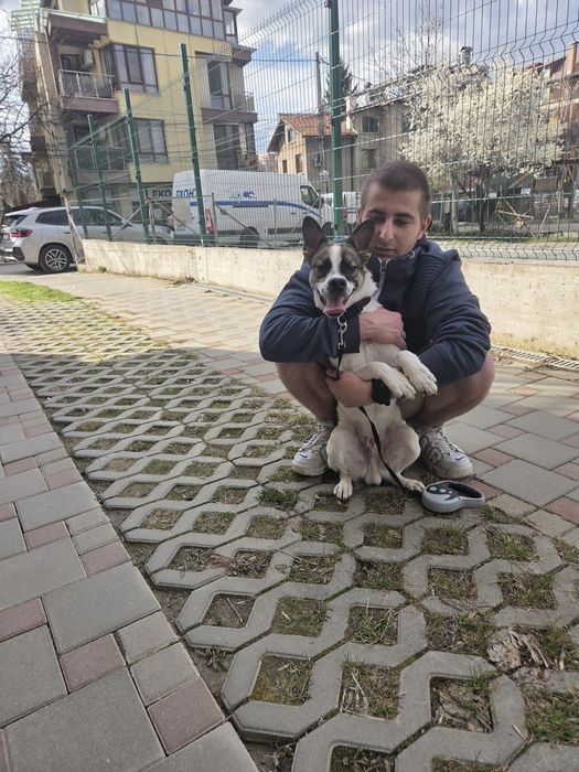Подарявам умно и красиво куче, гледано с много любов