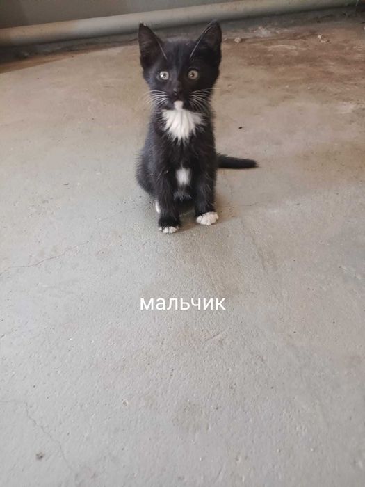 Отдадим котят бесплатно