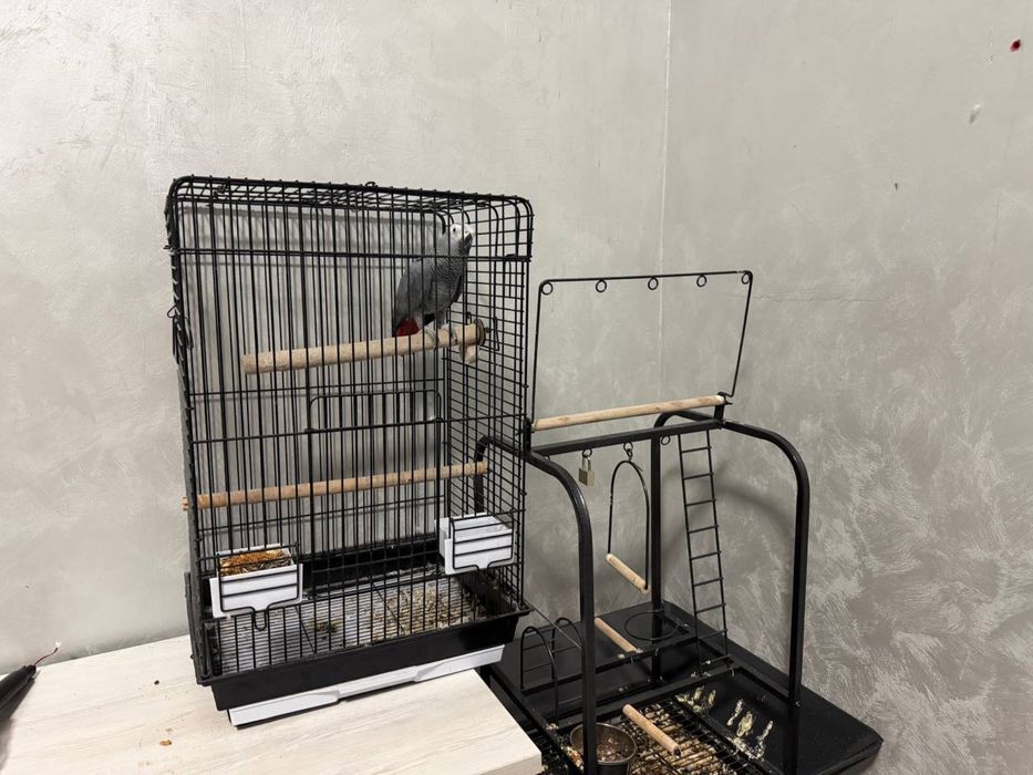 Jako (African Grey) papugay