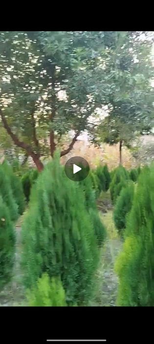 Kitob archa sadda tozasi