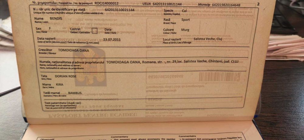 Cal de sport (iapa) 13 ani  echitatie