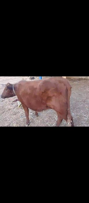 Manashu xunojin sotiladi