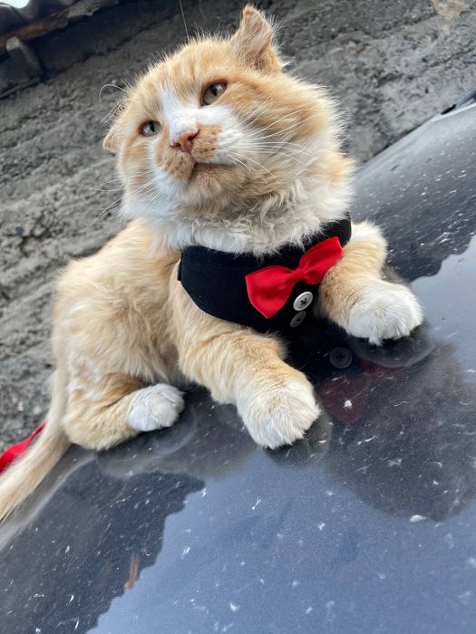 Добрый сильный котик в хорошие руки