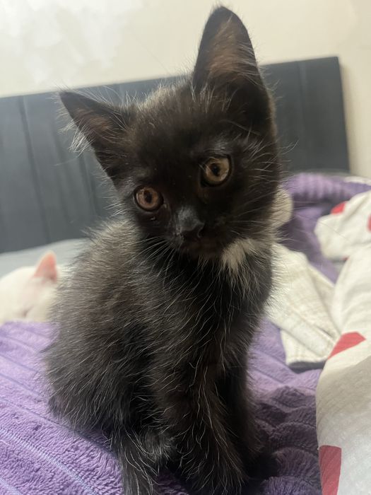 Котята в добрые  руки