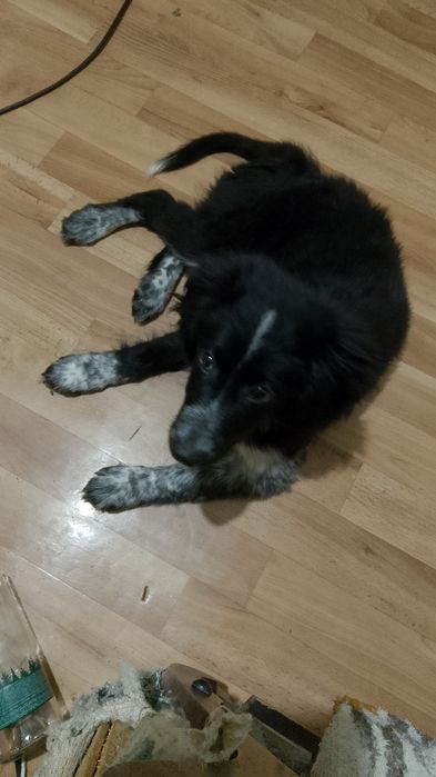 Отдам собаку спаниель!