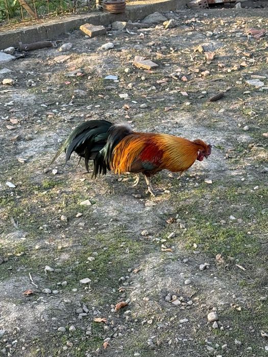 Cocoși Phoenix adulți