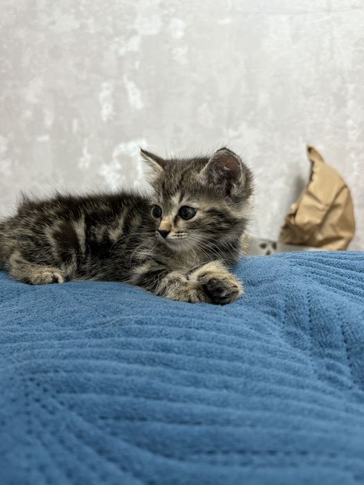 Отдам котяток мальчик и девочка