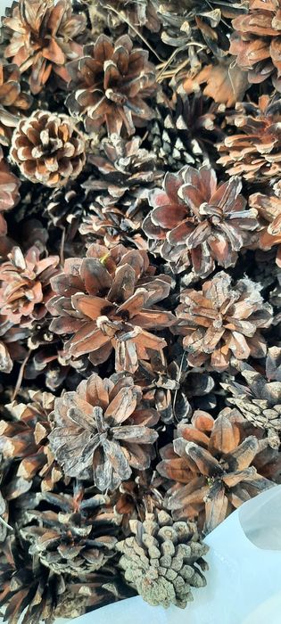 Сухие сосновые шишки