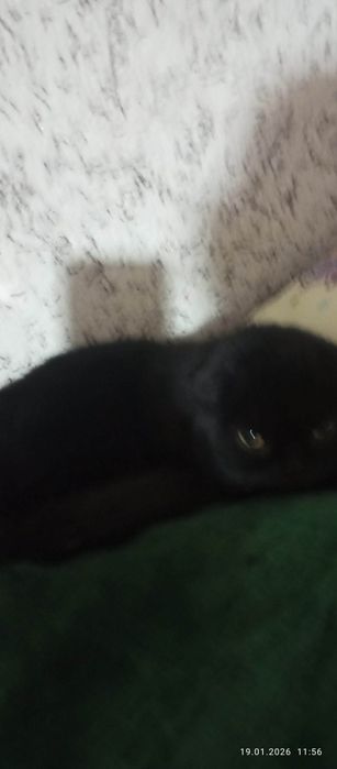 Bu mushukn zoti (Scottish Fold) bolip shatlan zotiga tegshli