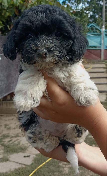 Spre adoptie catei bichon