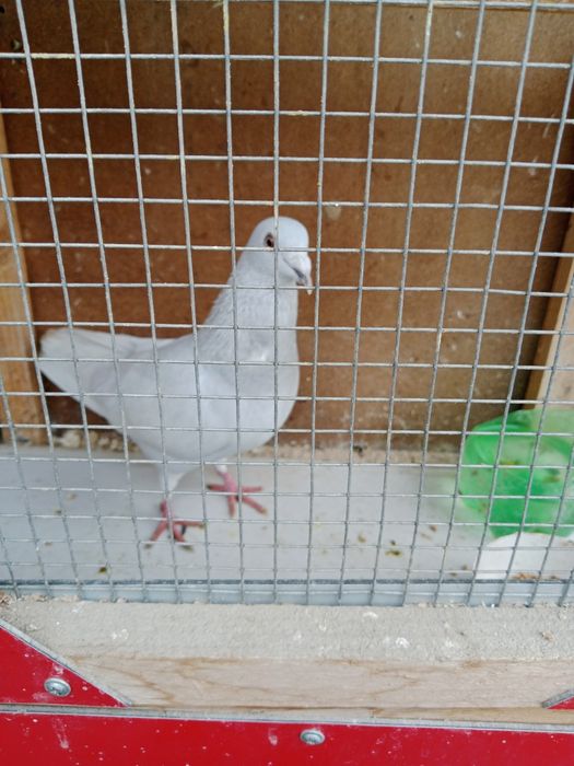 Продам голубя спортивного