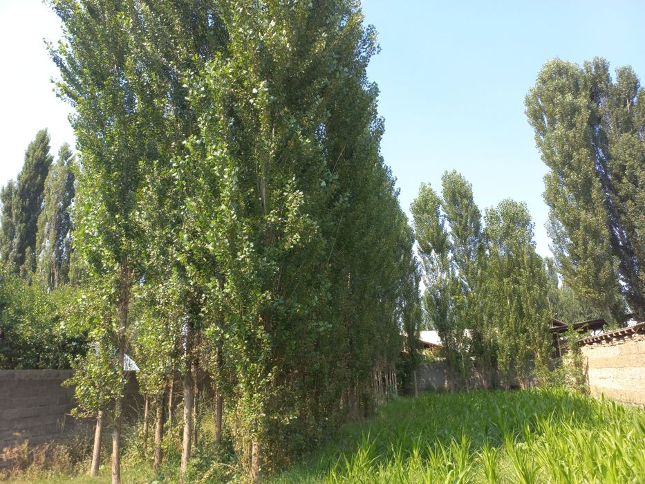 Chek sotiladi! Quruq yer sotiladi