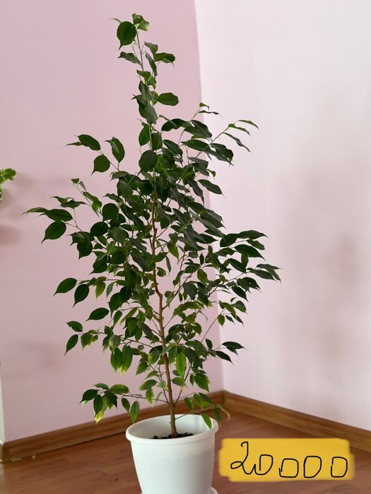 Домашние цветы