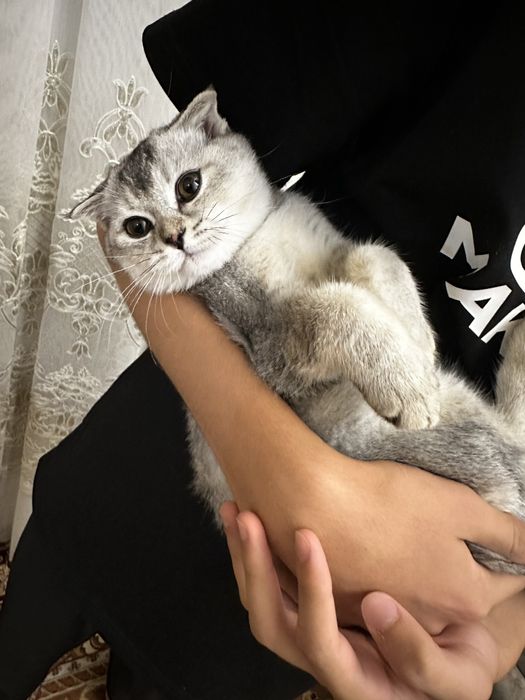 Ikki joja bir-birini sikishmoqda