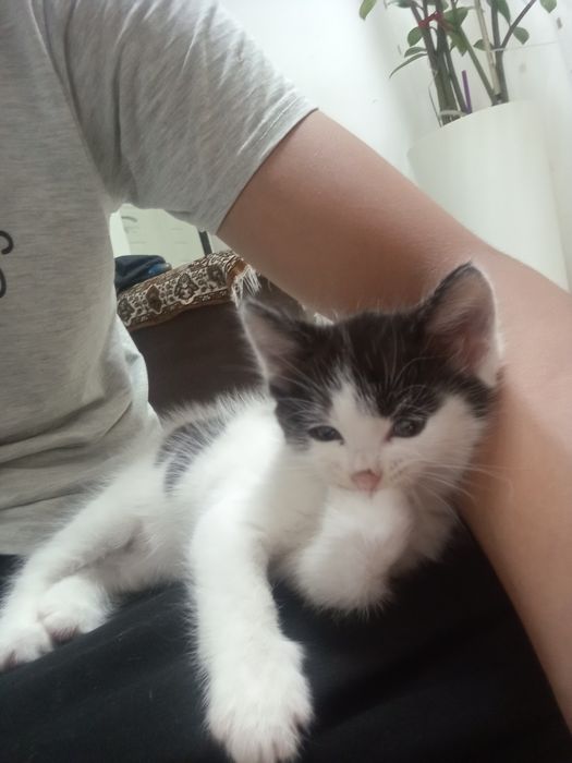Кошка, котята в добрые руки