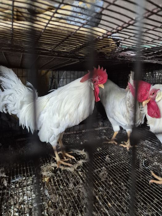 Молодые Петушки легорн
