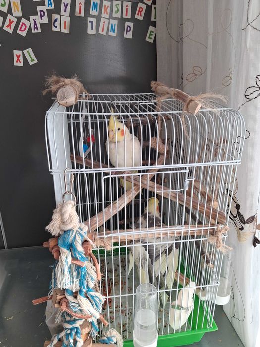 Pasari de companie