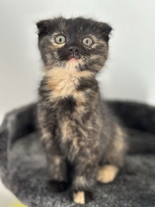 Продаю котенка в хорошие руки