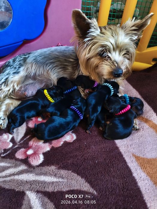 Йоркширский терьер