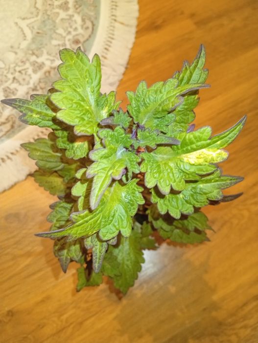 Колеус 2500 тенге