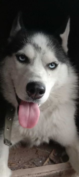 Пропала собака!Помогите найти!