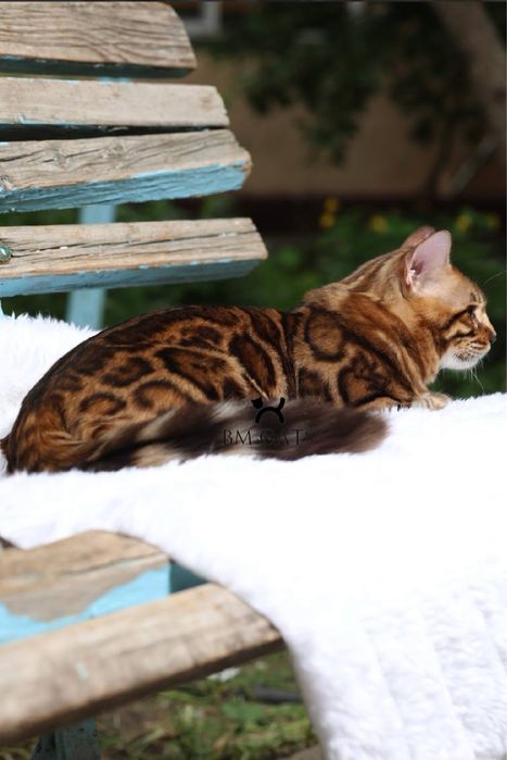 Длинношертсный бенгал- кашемир !