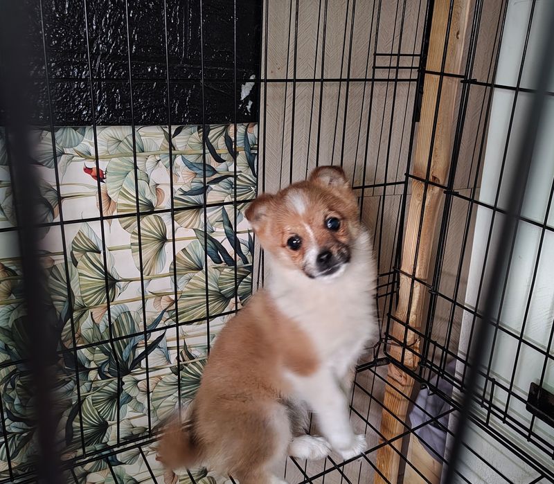 Pomerania spitz băiat 3 luni