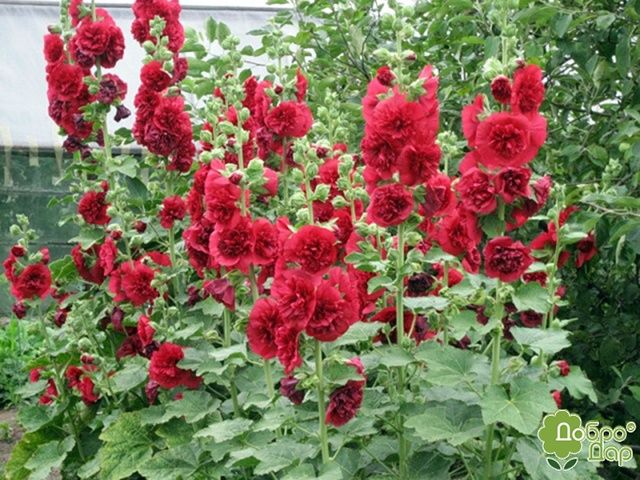 Мальва махровая Красная