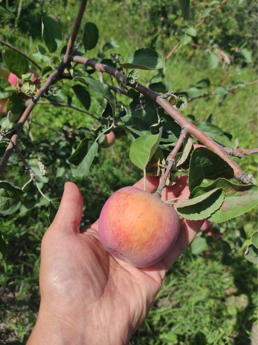Яблони сливы груши смородина.