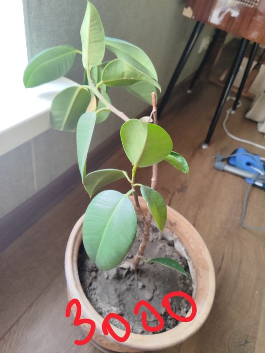 Продам цветы с горшками