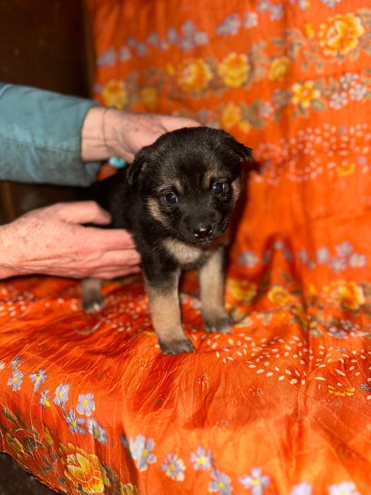 Щенятам нужен дом срочно