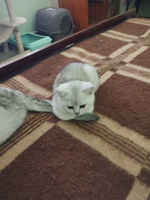 Британската сребърна чинчила, златна чинчила