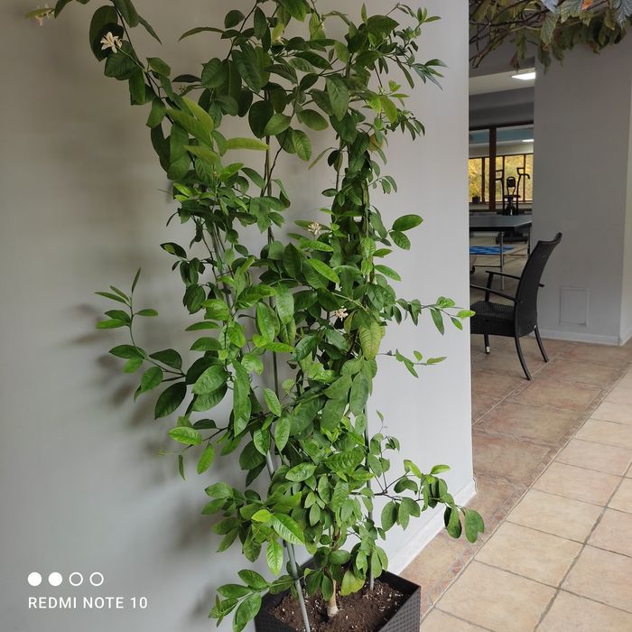 Продам плодоносящий мандарин