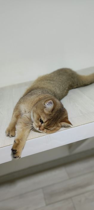 БриТаШки ОчаРоваШки 9 мес