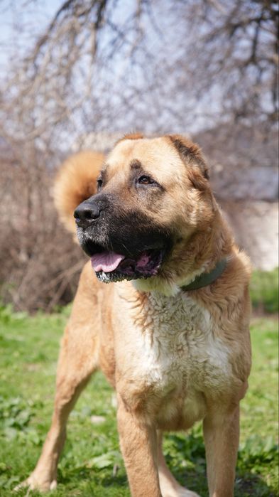 Булочка. Кангал ищет семью. Девочка