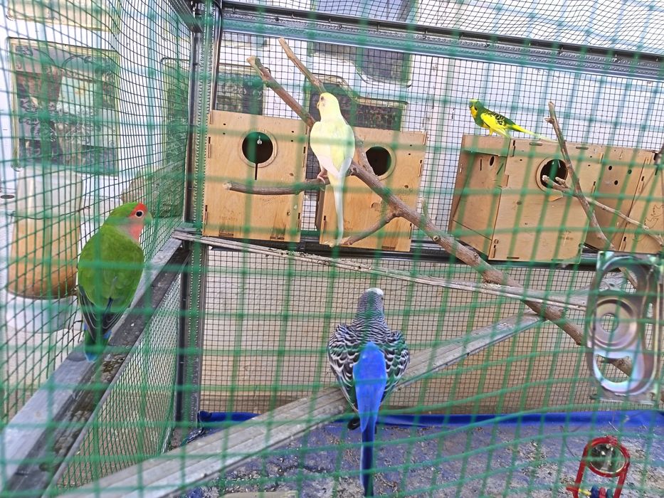 Кушлар сотилади кафаси билан