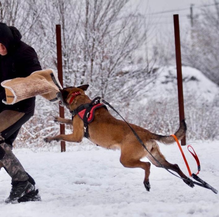 Щенки малинуа от супер-производителей