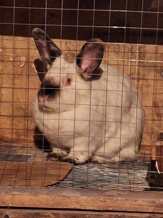 Пара за 15 тыс  Калифорния