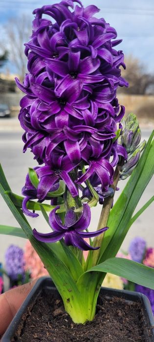 Зюмбюл в саксия за 8-ми март