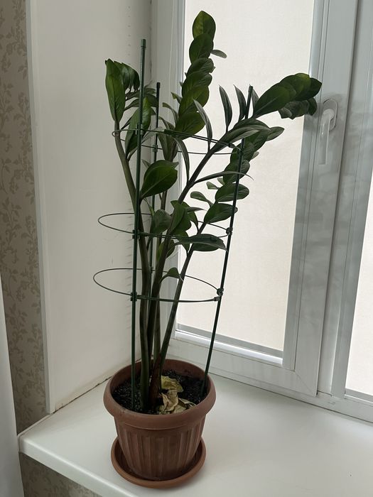 Комнатные растения сатылады