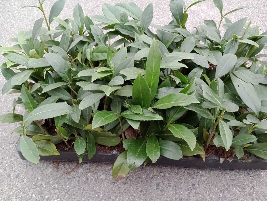 Prunus Laurocerasus Rotundifolia, Novita / Laur englezesc /