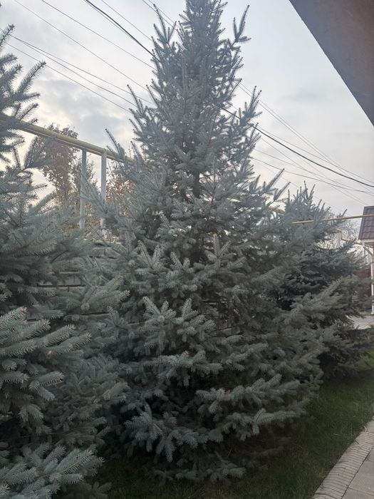 Продам ель голубую