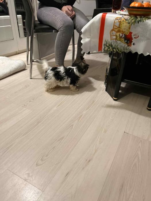 Женско бивер териерче на 5 месеца