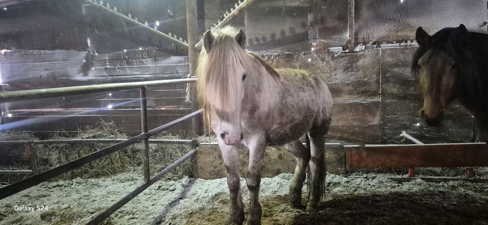 Продаются жеребцы