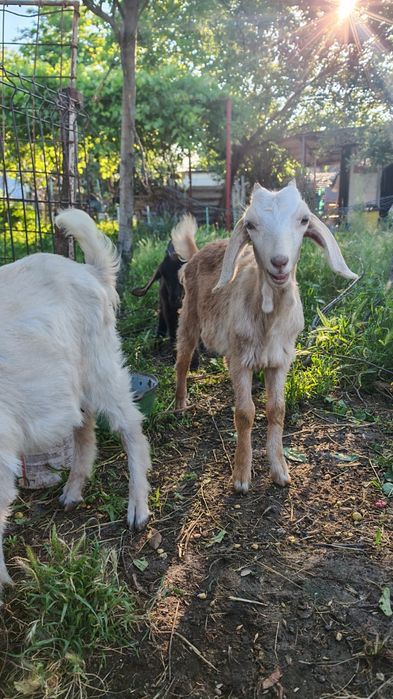 4 Capre și 5 Iezi românești