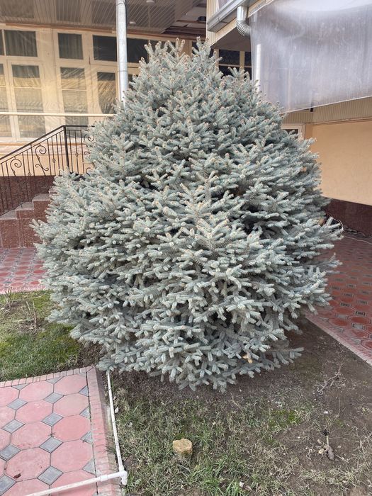 Archa Sotiladi galuboy yel