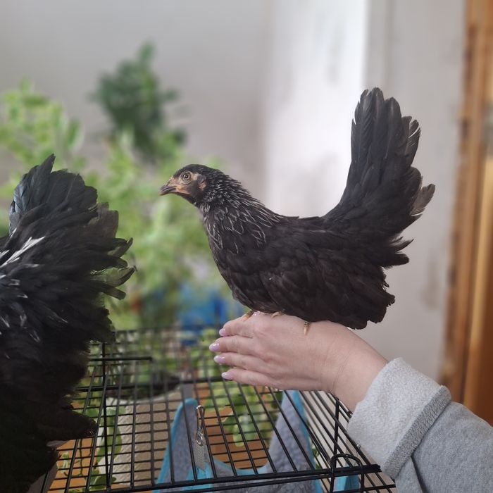 Куры породы шабо