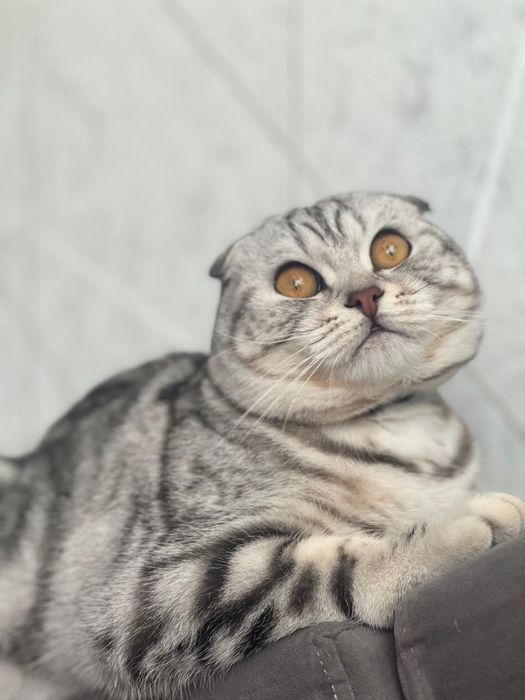 Продам кота скоттиш фолд