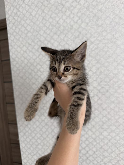 котенок ищет дом